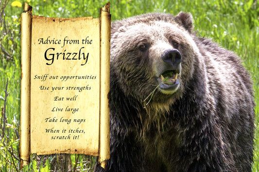 ADVICE FROM THE GRIZZLY POSTCARD