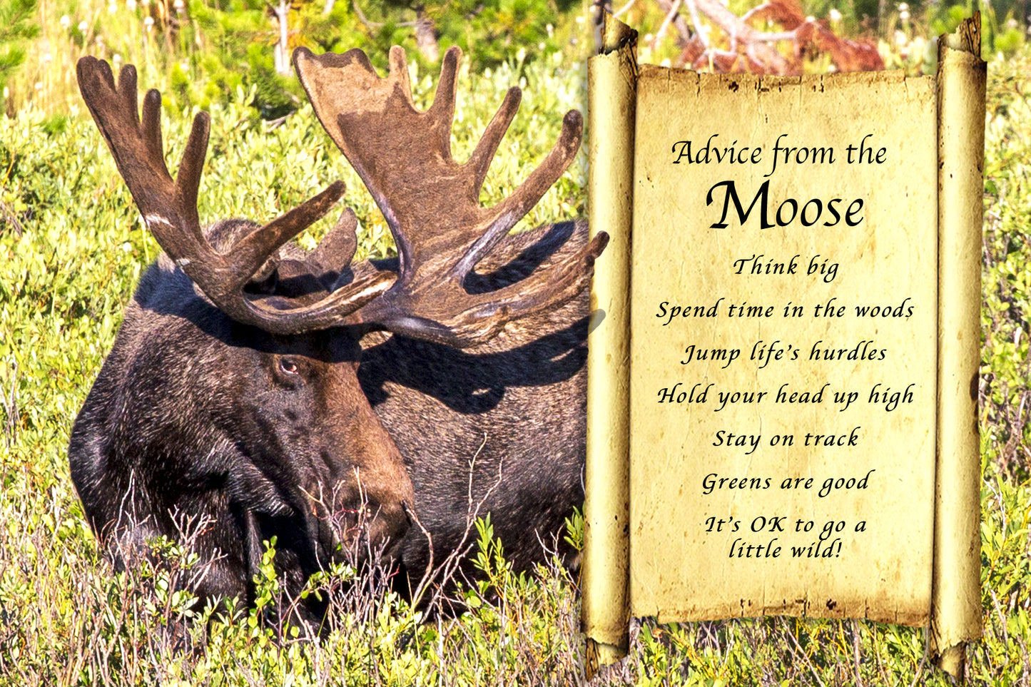 ADVICE FROM THE MOOSE POSTCARD