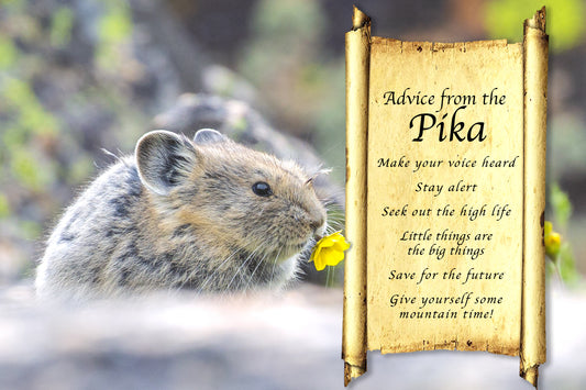 ADVICE FROM THE PIKA POSTCARD