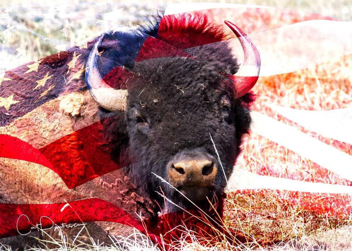 Greeting Card - AMERICAN BUFFALO