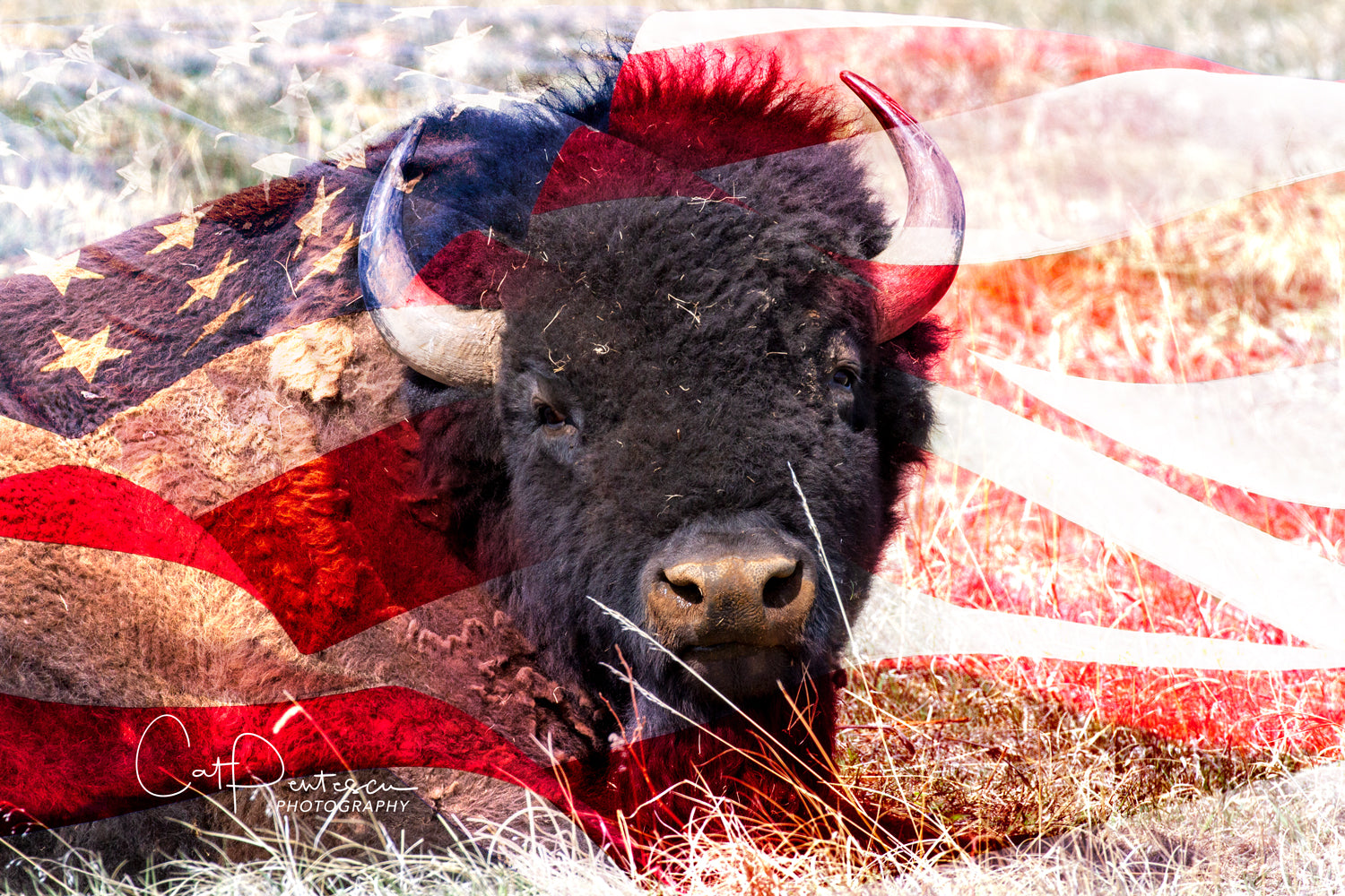 American Buffalo - two image montage  of a bull buffalo inlaid into the American flag.