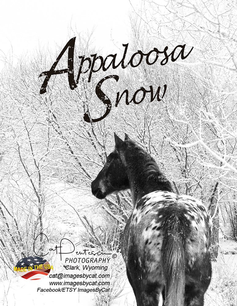 Note Cards - APPALOOSA SNOW
