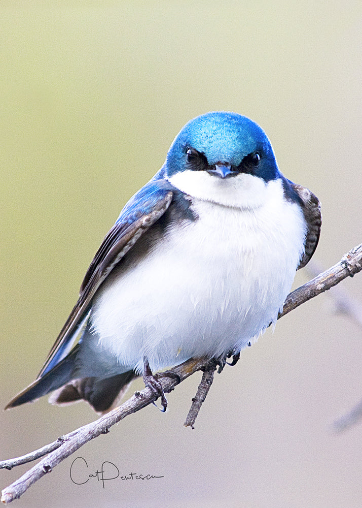 Greeting Card - BIRDATUDE