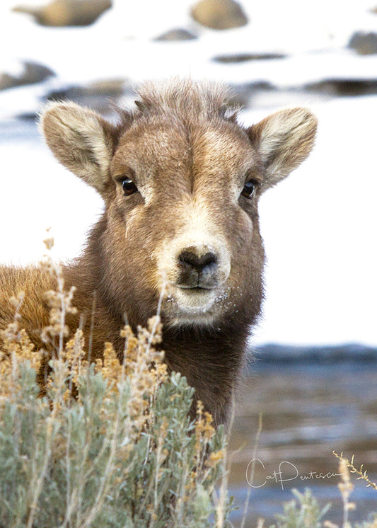 Greeting Card - LIL' EWE