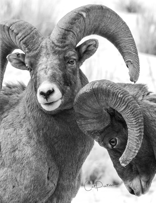 Note Cards - BIGHORN BOYS