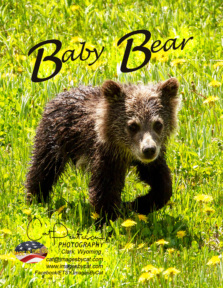 Note Cards - BABY BEAR