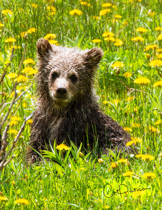 Note Cards - BABY BEAR