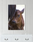 Livestock Angus calf nestled up by Angus Cow. Image hanging over dresser. Cat Pentescu Photography
