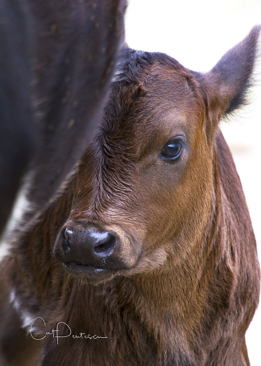 Greeting Card - BABY MOO