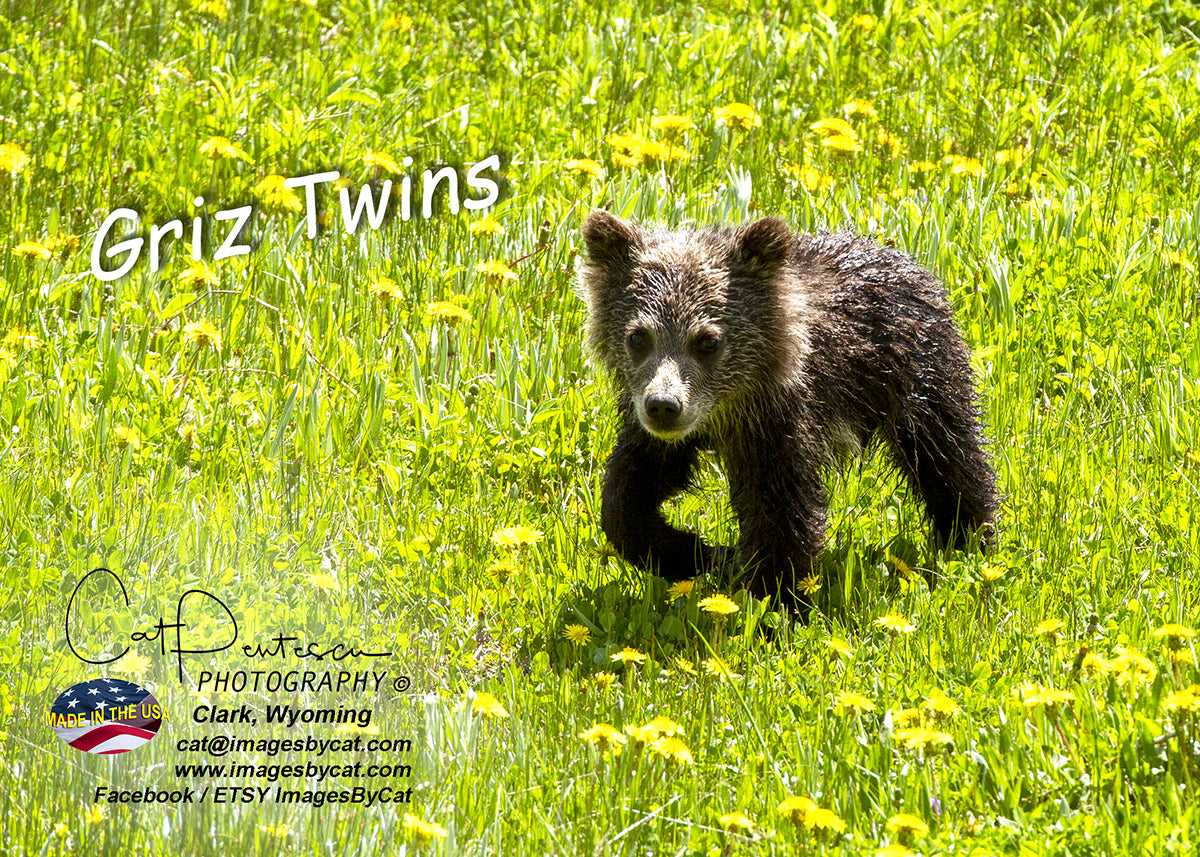 Greeting Card - GRIZ TWINS