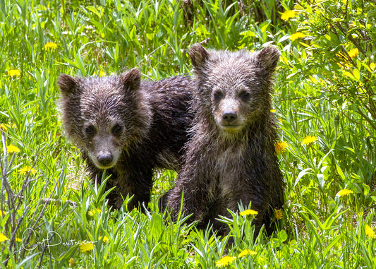 Greeting Card - GRIZ TWINS