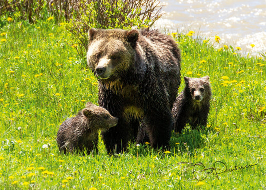 Greeting Card - RAISING GRIZ