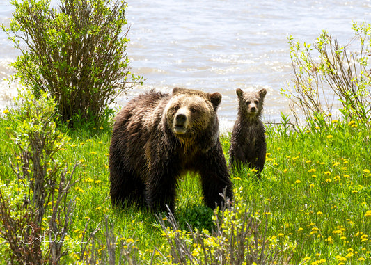 Greeting Card - STANDING TALL