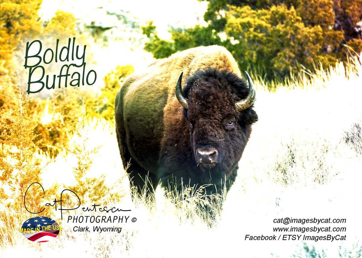 Greeting Card - BOLDLY BUFFALO