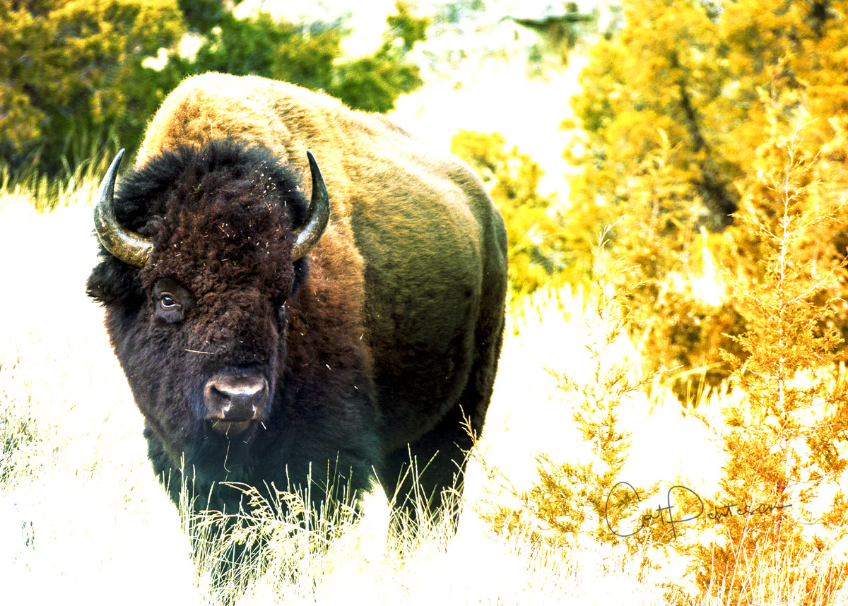 Greeting Card - BOLDLY BUFFALO