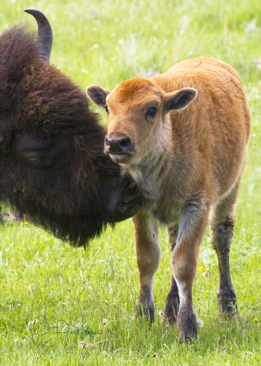 Greeting Card - CHILD CARE