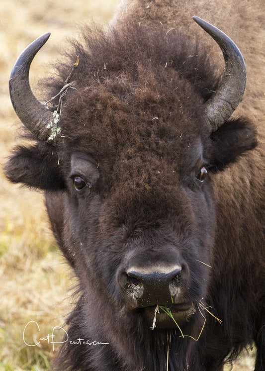 Greeting Card - CLASSY LADY