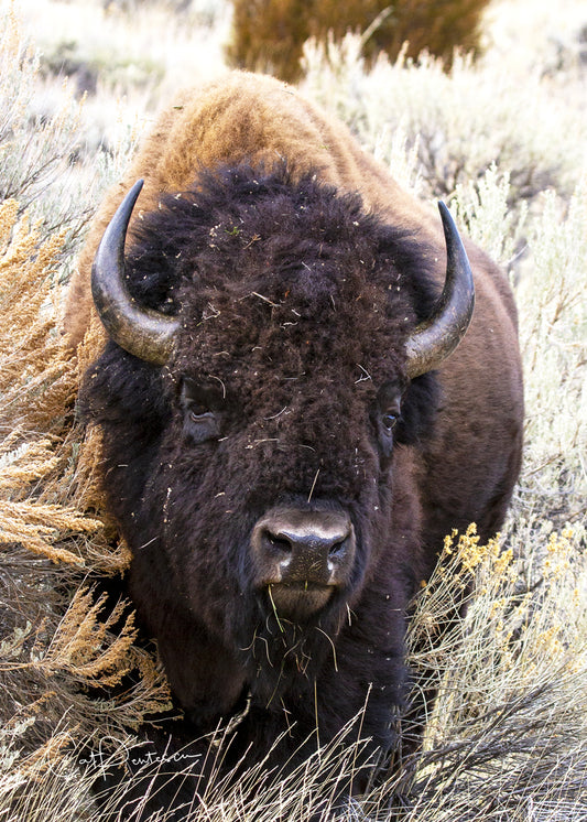 Greeting Card - OUT OF THE BRUSH