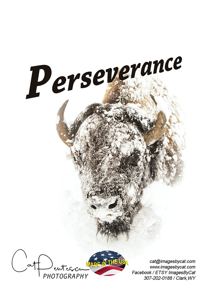 Greeting Card - PERSEVERANCE