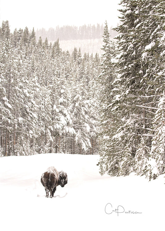 Greeting Card - ROAD CLOSED