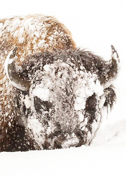 Greeting Card - SNOWED IN