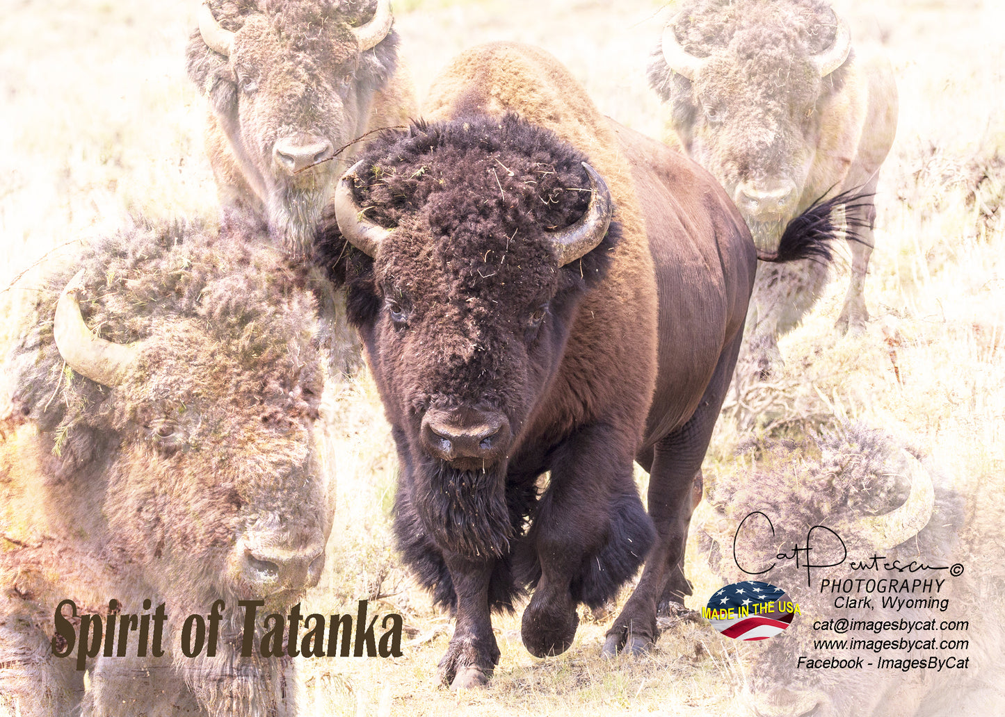 Greeting Card - SPIRIT OF TATANKA