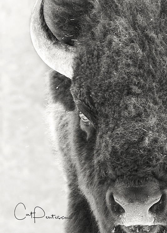 Greeting Card - TOO CLOSE