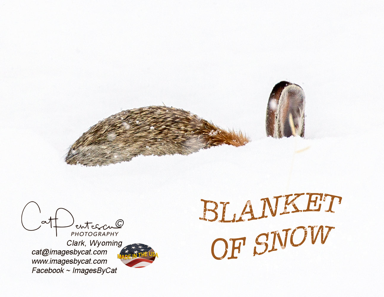 Note Cards - BLANKET OF SNOW