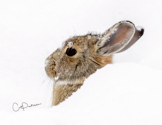 Note Cards - BLANKET OF SNOW