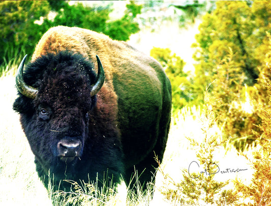 Note Cards - BOLDY BUFFALO