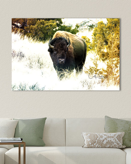 Boldly Buffalo - image of wild buffalo enhanced to create colorful work of art. shown on wall over couch. Wildlife Bison Wall decor. Cat Pentescu Photography
