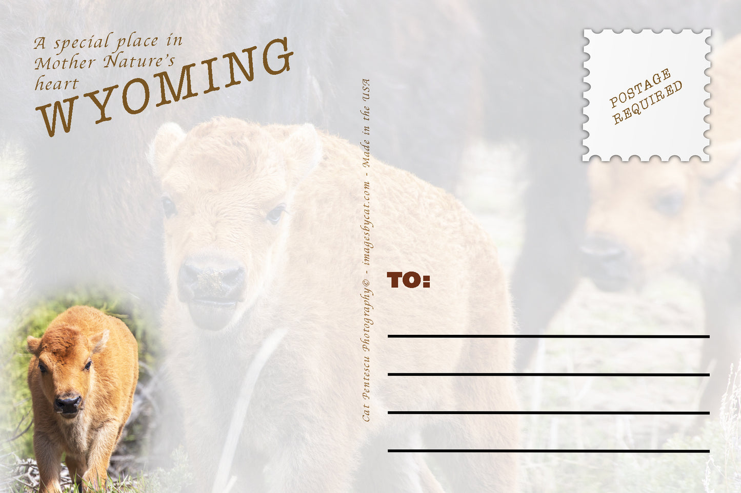 ADVICE FROM THE BUFFALO CALF POSTCARD