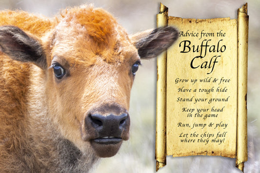 ADVICE FROM THE BUFFALO CALF POSTCARD