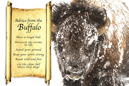 ADVICE FROM THE SNOWY BUFFALO POSTCARD