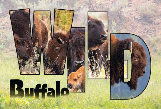 WILD BUFFALO POSTCARD