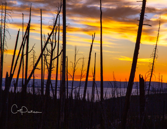 Note Cards - BURNT TIMBER SUNSET