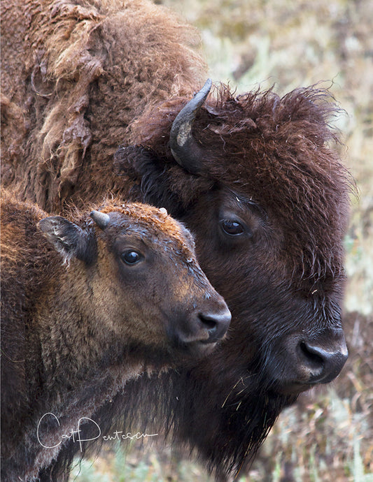 Note Cards - BY HER SIDE