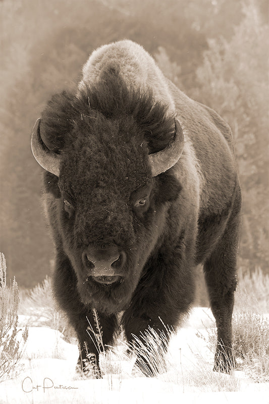 Artistic photography Buffalo Wildlife Wild Bison done in classic old time western Sepia . Cat Pentescu Photography