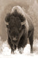 Artistic photography Buffalo Wildlife Wild Bison done in classic old time western Sepia . Cat Pentescu Photography
