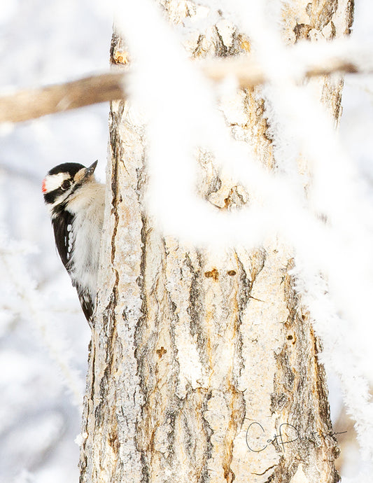 Note Cards - CAUGHT YA LOOKING