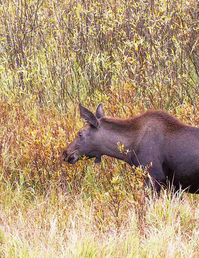 Note Cards - CLOSE ENCOUNTER