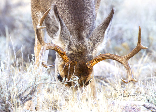 Greeting Card - DINNER FOR A BUCK