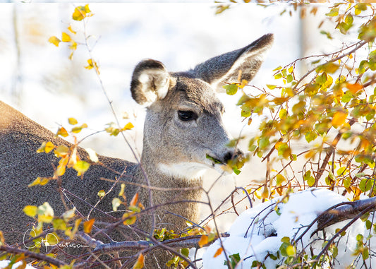 Greeting Card - ENOUGH TO EAT