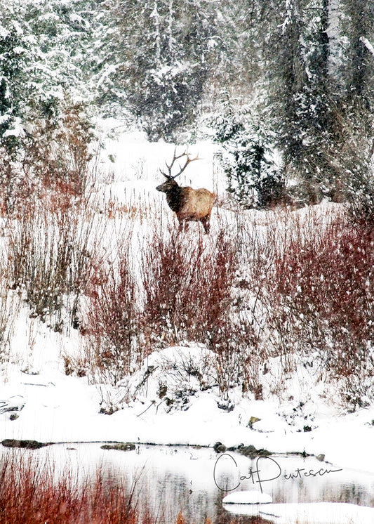 Greeting Card - WINTER SOLITUDE