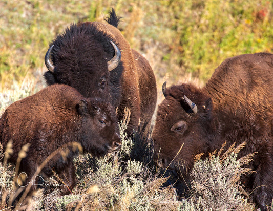 Note Cards - FAMILY MATTERS