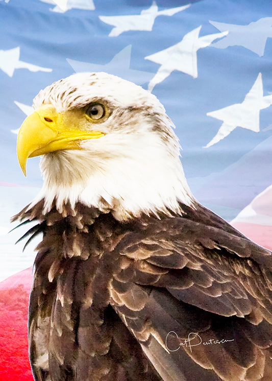 Greeting Card - FREEDOM