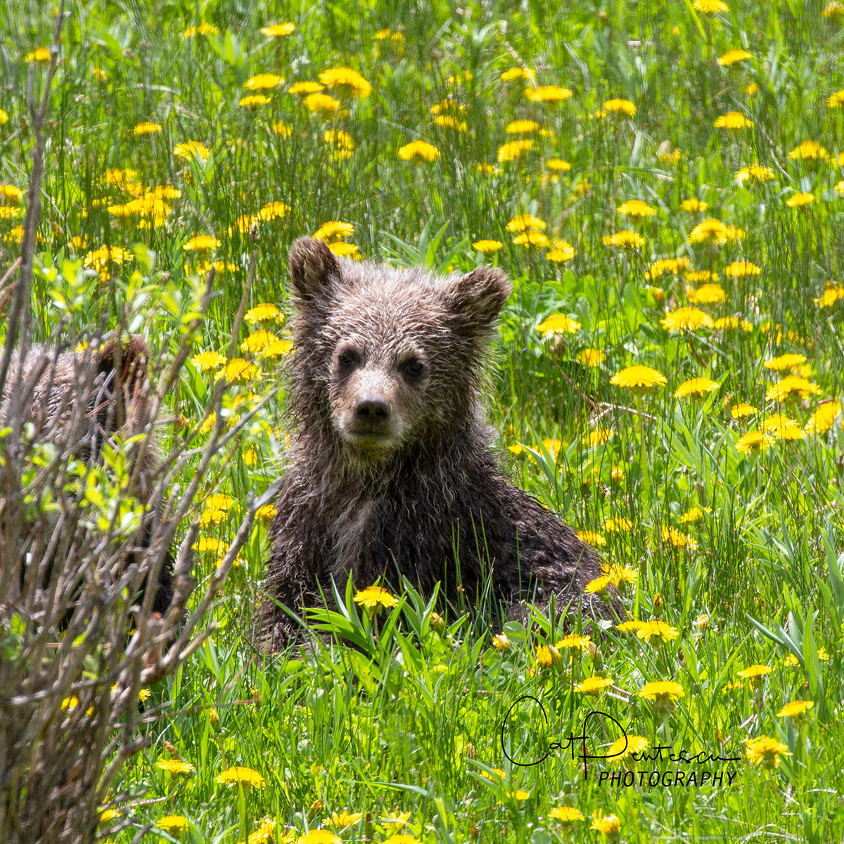 Wildlife Wild Grizzly bear cub in field of dandelions. Offered on Metal or canvas. Cat Pentescu Photography
