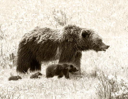 Note Cards - GRIZZLY SPIRIT