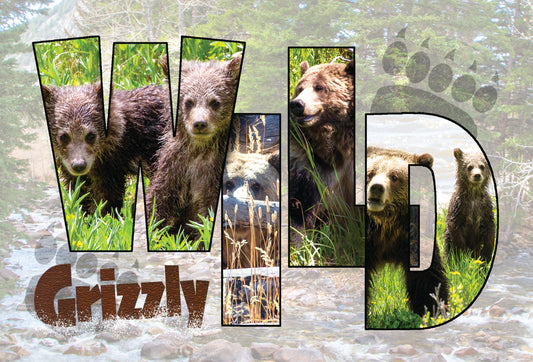 WILD GRIZZLY POSTCARD
