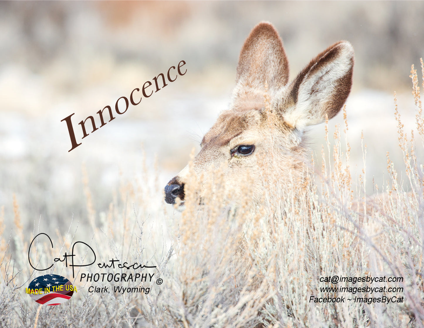 Note Cards - INNOCENCE